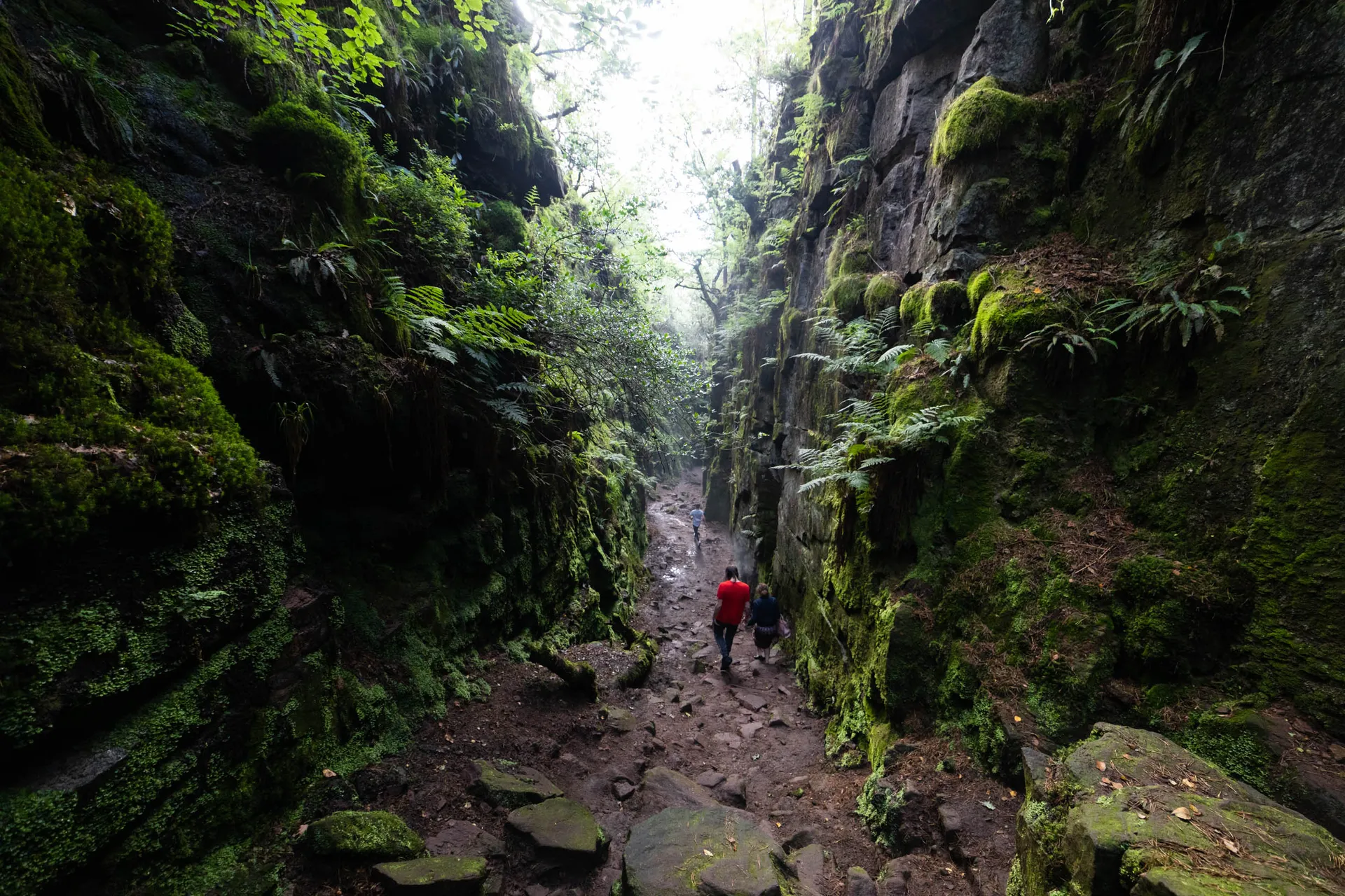 Woodland light entering Lud's Church in the Peak District