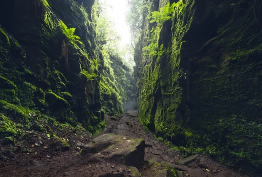 Moss-covered rock walls inside Lud's Church