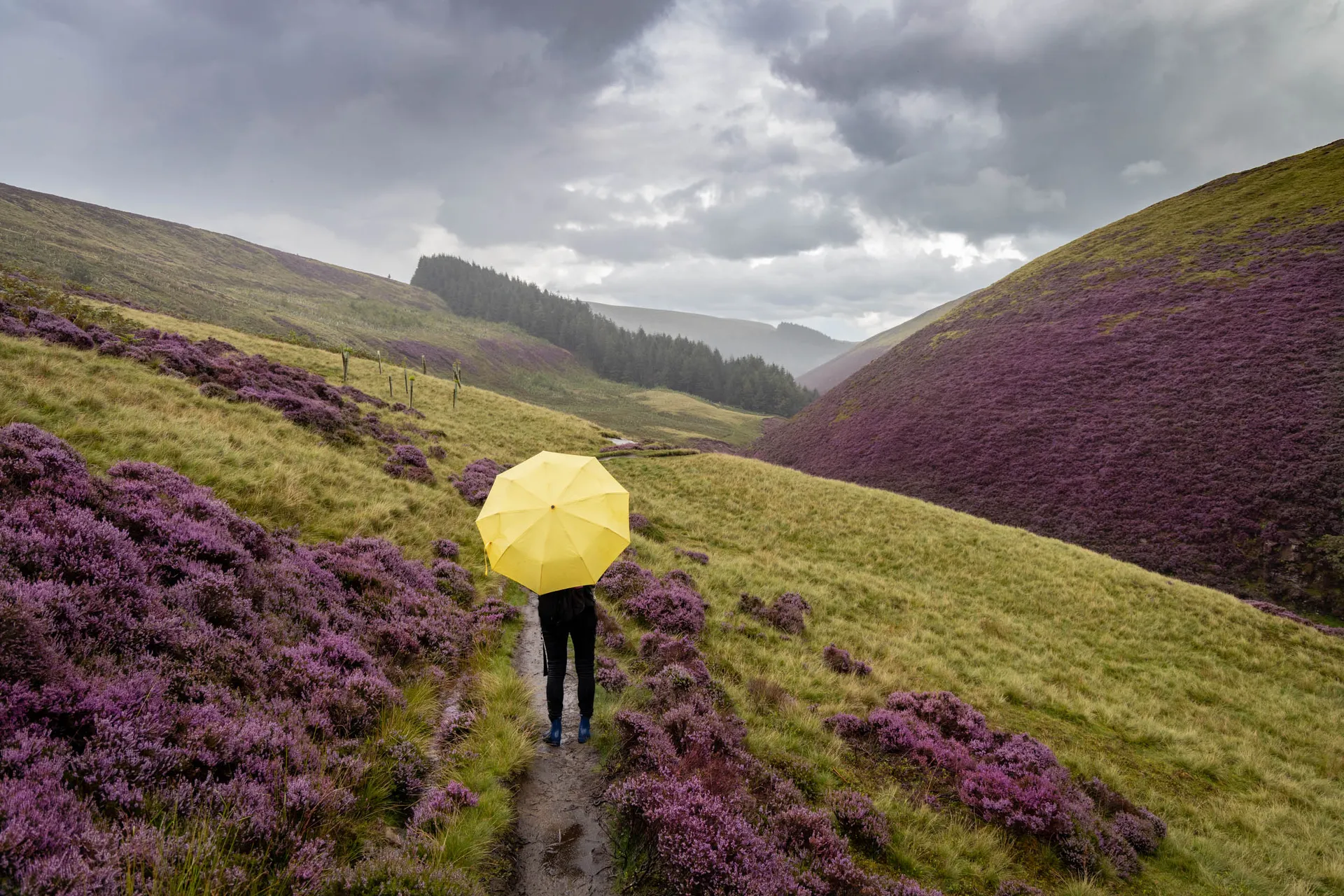 Heather in bloom at Snake Woodlands in the Peak District